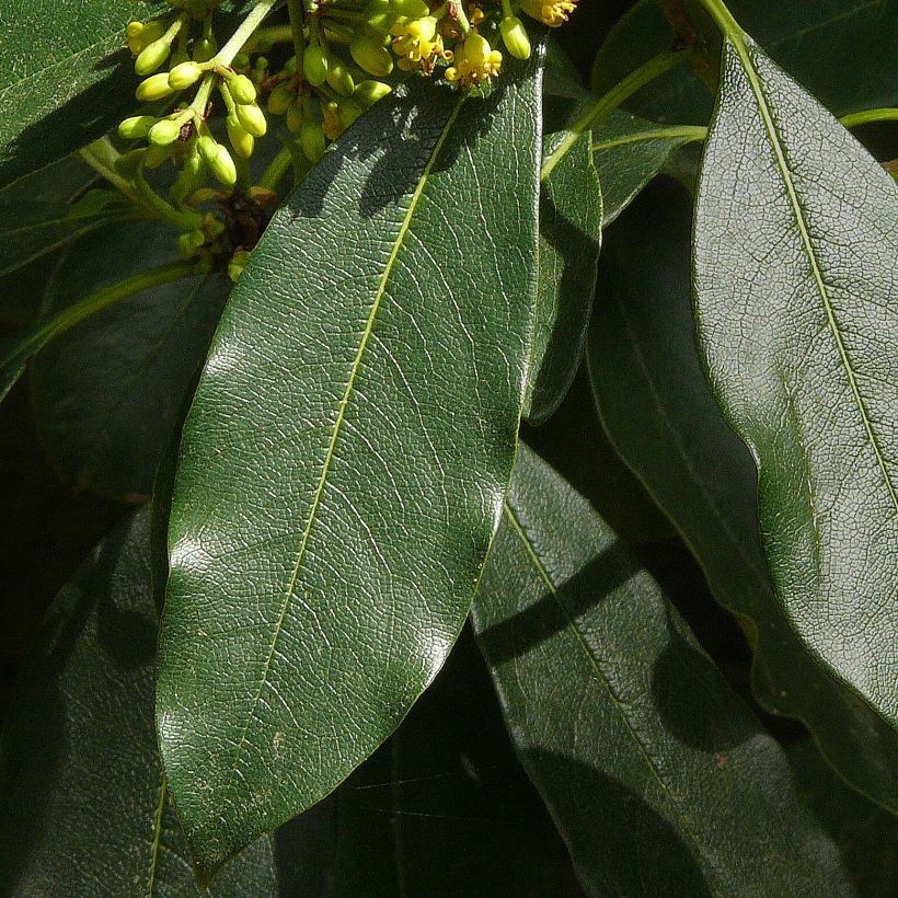 Pittosporum daphniphylloides (Laub)