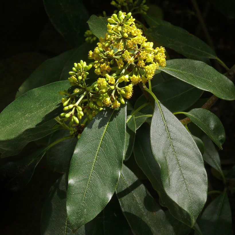 Pittosporum daphniphylloides (Blüte)