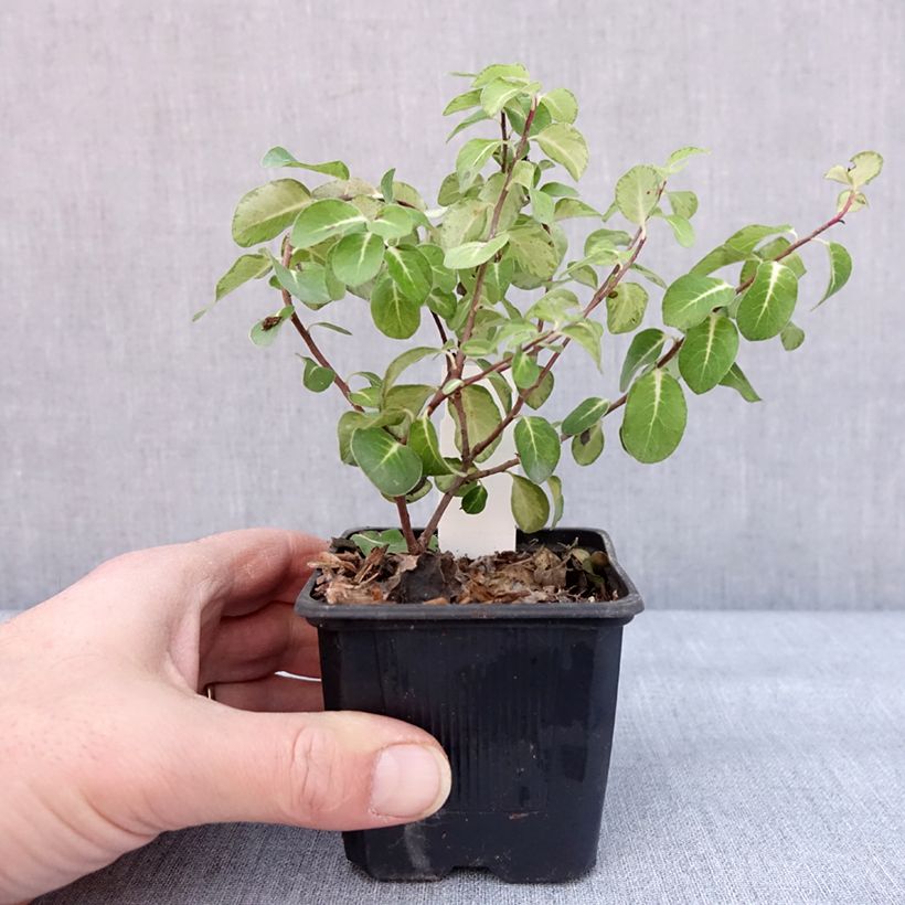 Exemplar von Pittosporum tenuifolium Brin de Soleil - Godet de 8/9 cm wie im Winter geliefert