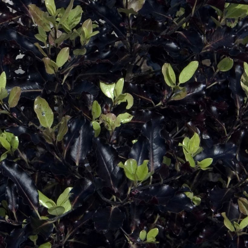 Pittosporum tenuifolium Dark Diva (Laub)