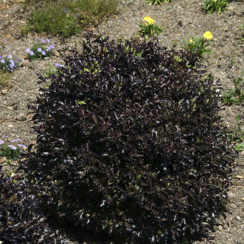 Pittosporum tenuifolium Dark Diva (Hafen)