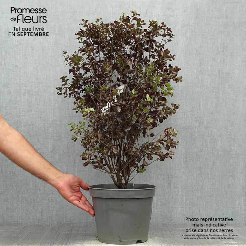 Exemplar von Pittosporum tenuifolium Dark Diva - Pittospore à petites feuilles Pot de 7.5L wie im Herbst geliefert