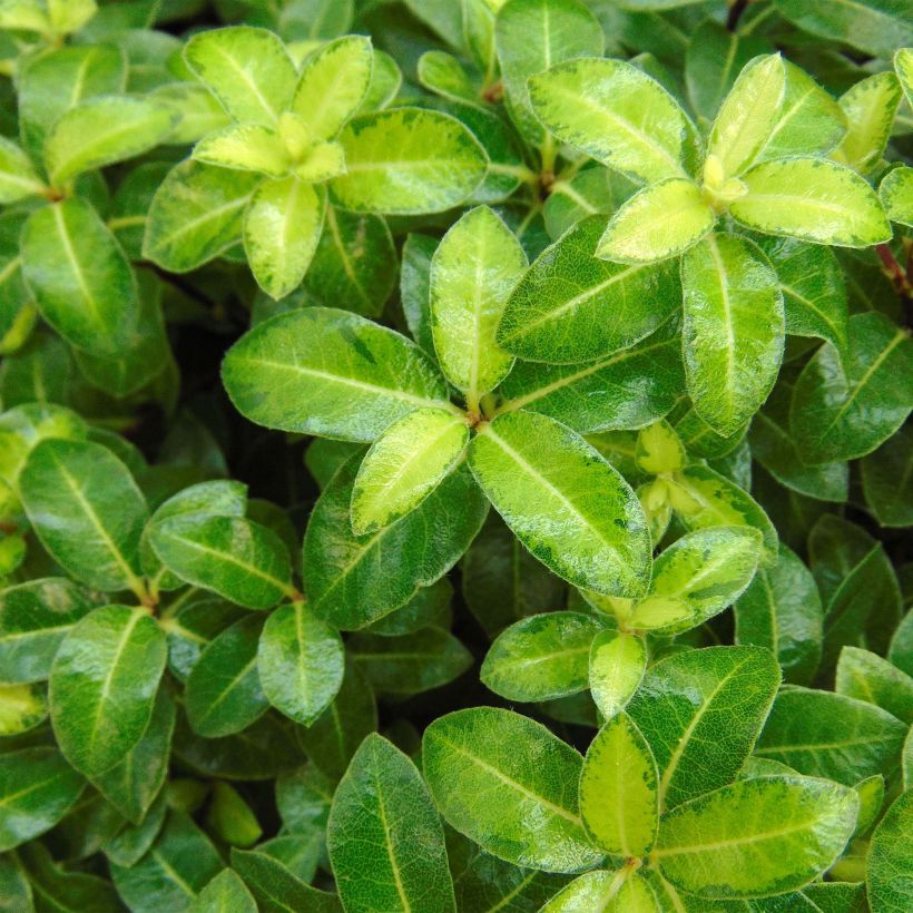 Pittosporum tenuifolium Golden Ball (Laub)