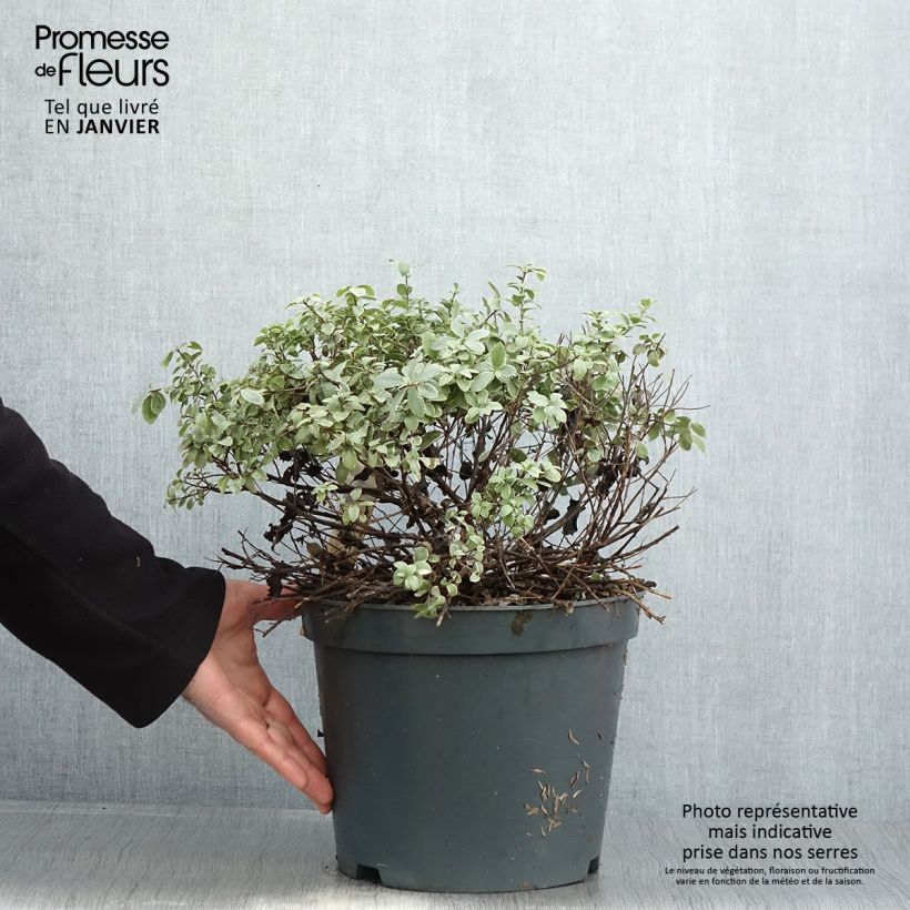 Exemplar von Pittosporum tenuifolium Silver Ball Pot de 7.5L/10L Boule 30/40cm wie im Winter geliefert