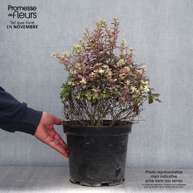 Exemplar von Pittosporum tenuifolium Tom Thumb - Pittosporum à petites feuilles Pot de 7.5L/10L Boule 30/40cm wie im Herbst geliefert