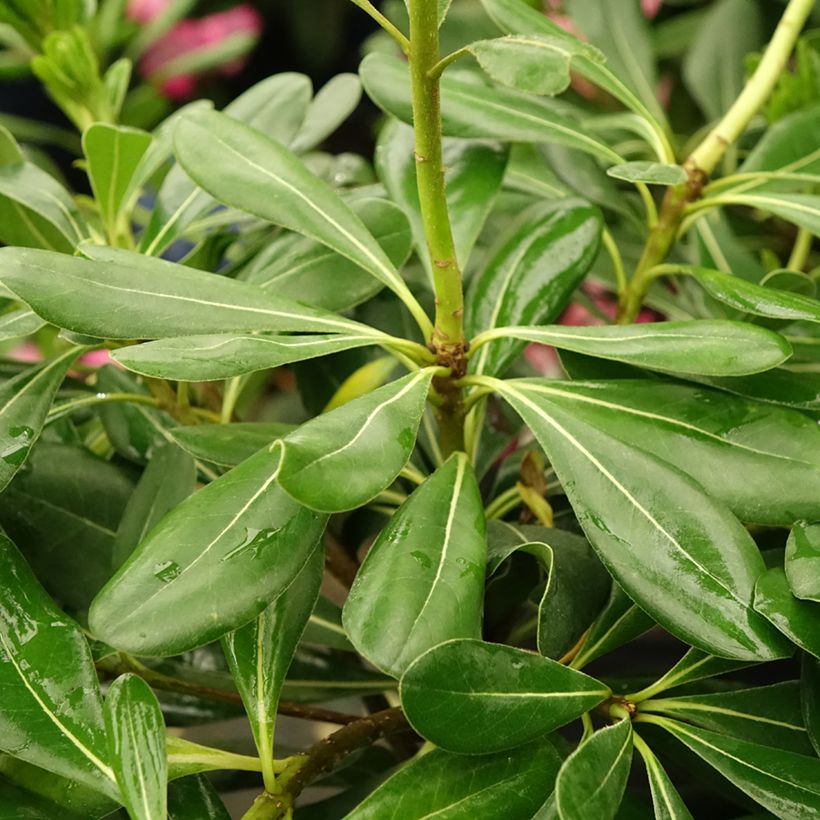 Pittosporum tobira - Chinesischer Klebsame (Laub)