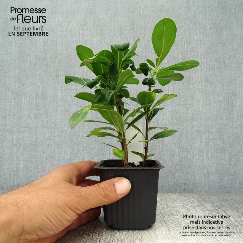 Exemplar von Pittosporum tobira en godet de 9cm - Pittospore du Japon wie im Herbst geliefert