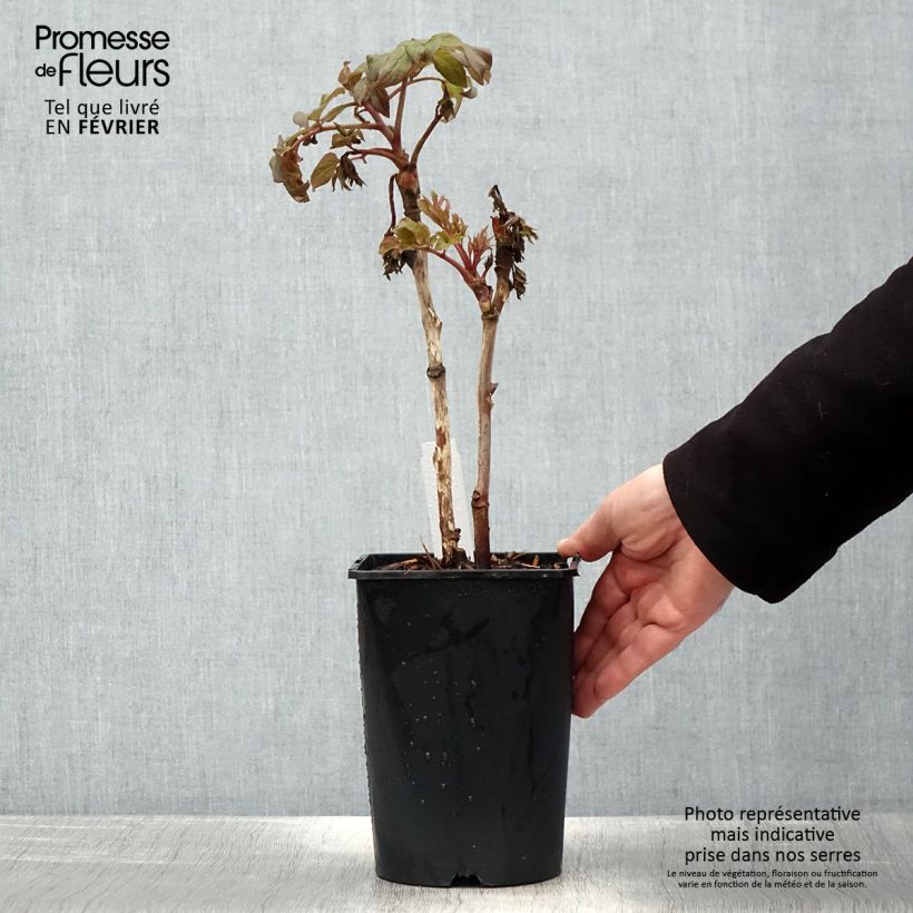 Exemplar von Pivoine arbustive 08 Juan Ye Hong - Paeonia suffruticosa - pot de 2L/3L wie im Winter geliefert