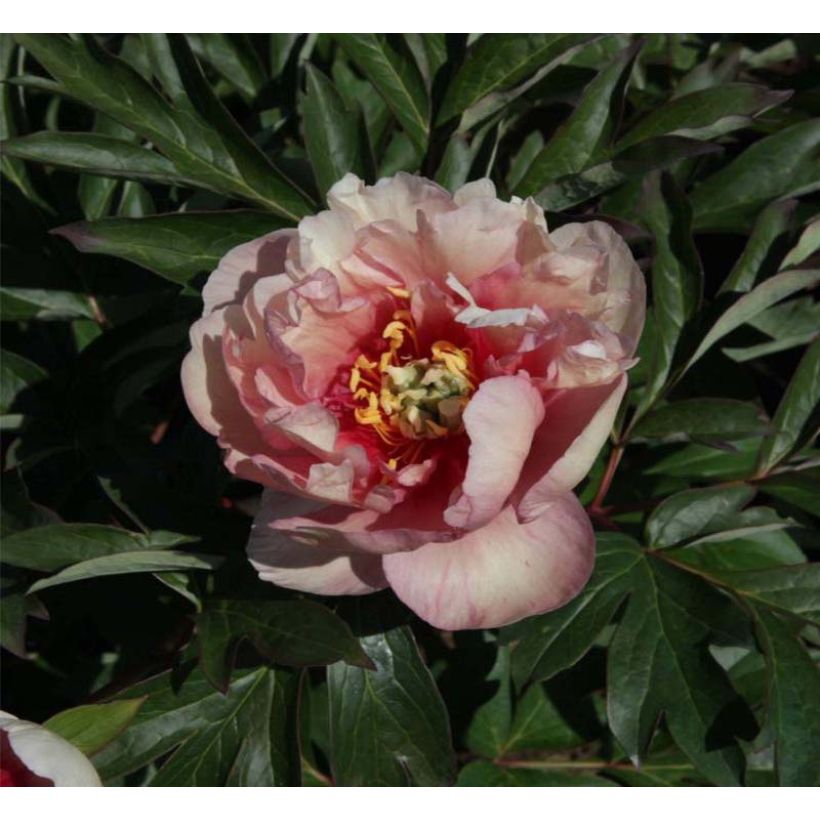 Paeonia Itoh Canary Brillant (Blüte)