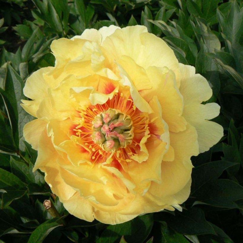 Paeonia Itoh Garden Treasure (Blüte)