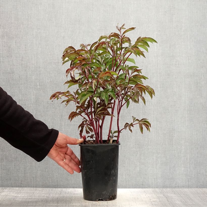 Exemplar von Paeonia lactiflora Françoise Ortegat - Edel-Pfingstrosen Topf mit 3L/4L wie im Frühjahr geliefert