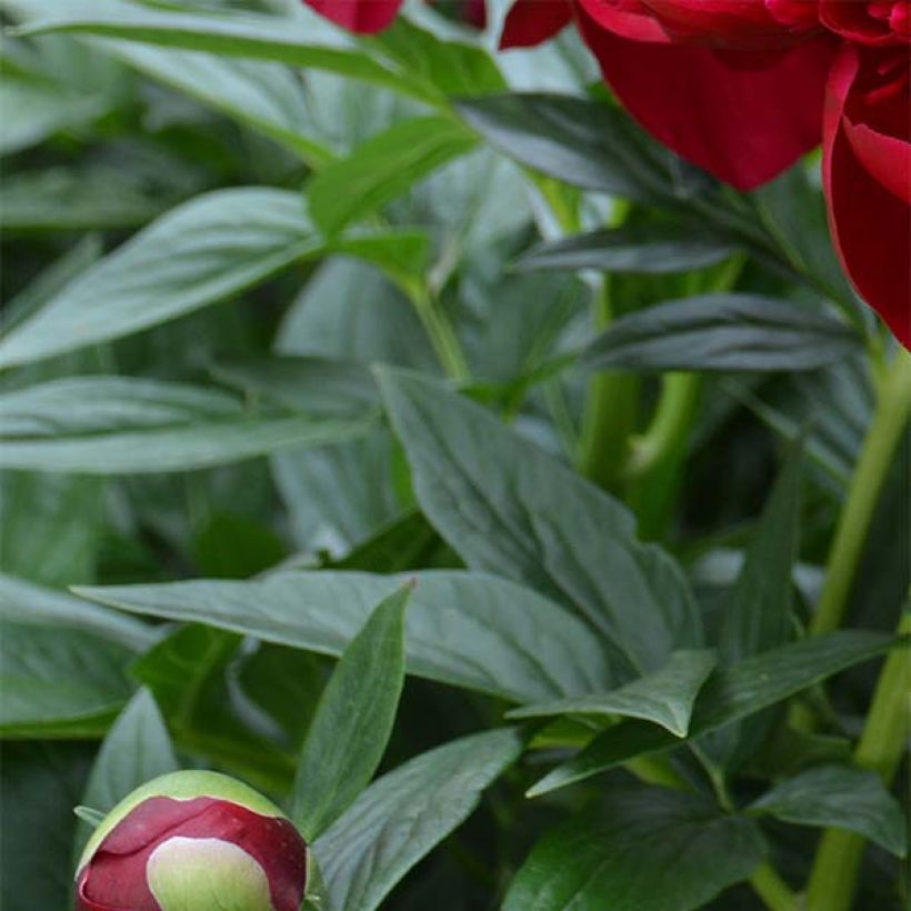 Paeonia lactiflora Bockstoce - Edel-Pfingstrosen (Laub)