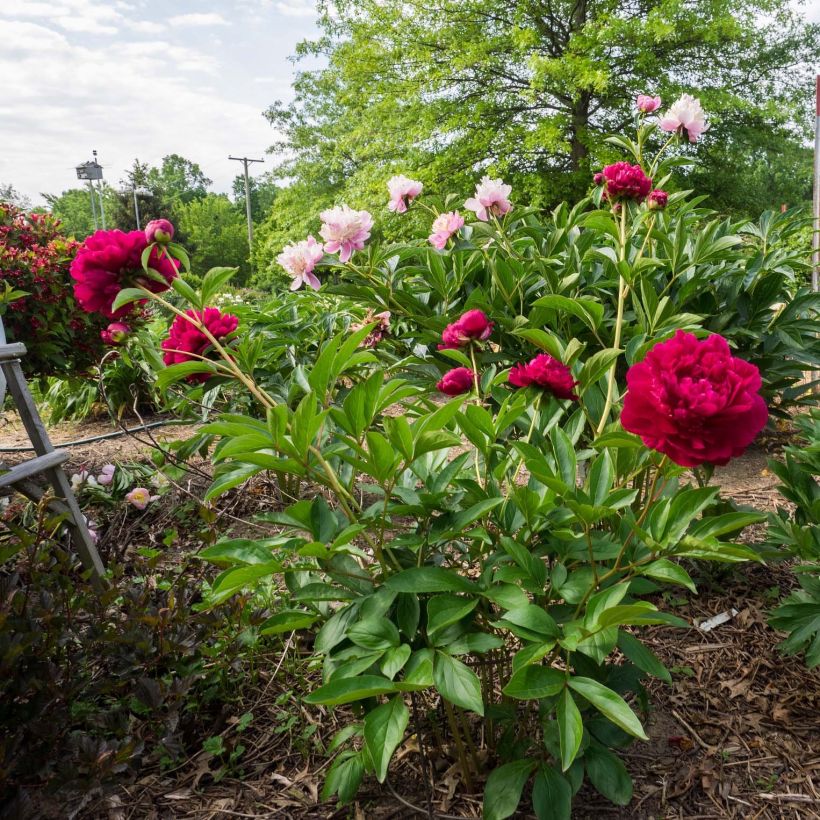 Paeonia lactiflora Paeonia - Edel-Pfingstrosen (Hafen)