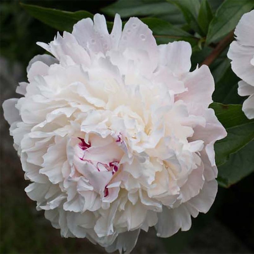 Paeonia officinalis Alba Plena - Pfingstrose (Blüte)