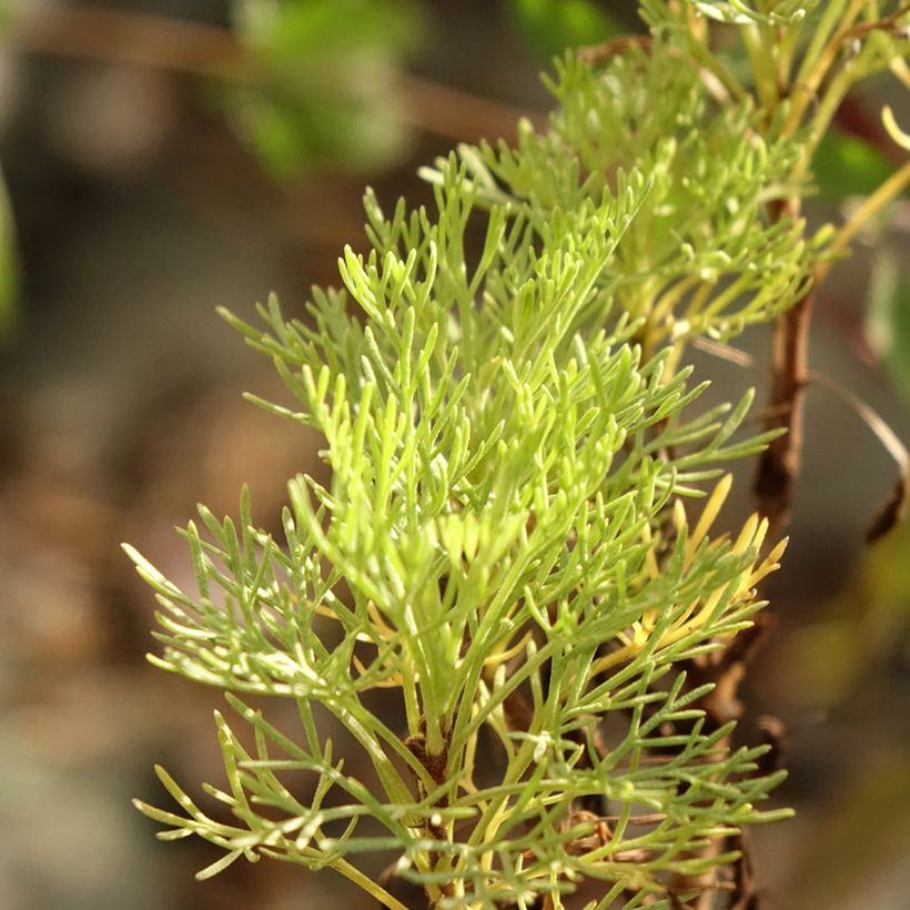 Eberraute Maritima - Artemisia abrotanum var. maritima (Laub)