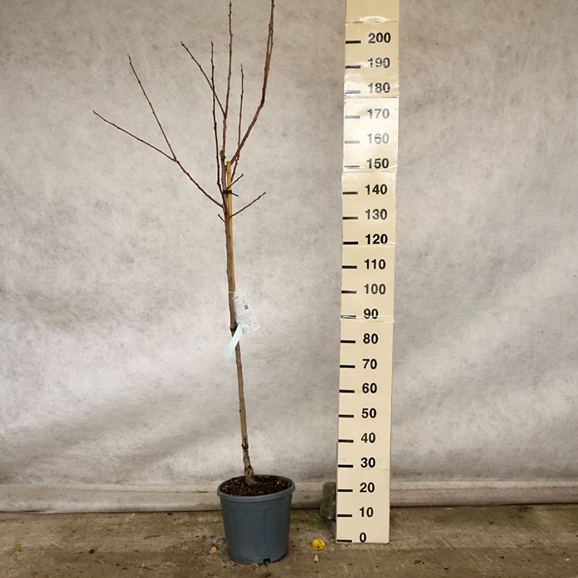 Exemplar von Plaqueminier, Kaki - Diospyros kaki Cioccolatino Pot de 12L/15L wie im Herbst geliefert