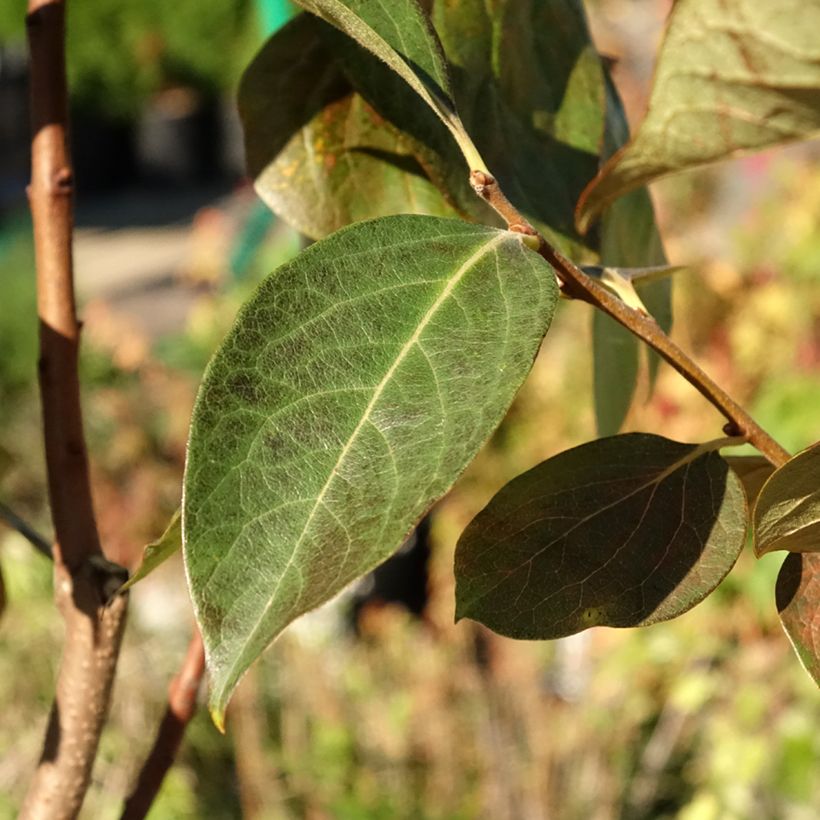 Kaki-Pflaume Ragno - Diospyros kaki (Laub)