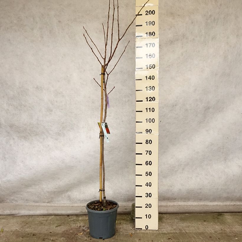 Exemplar von Plaqueminier, Kaki - Diospyros kaki Sharon Pot de 12L/15L wie im Herbst geliefert