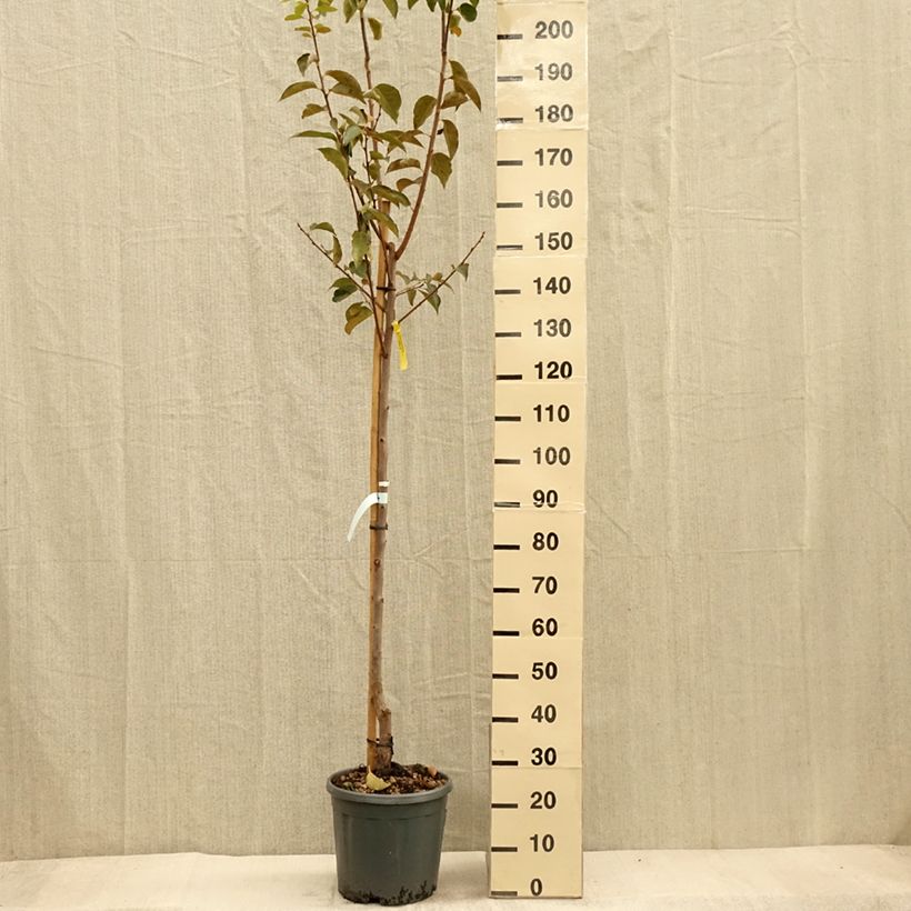 Exemplar von Plaqueminier, Kaki - Diospyros kaki Vanillia Demi-tige en pot de 12l/15l wie im Herbst geliefert