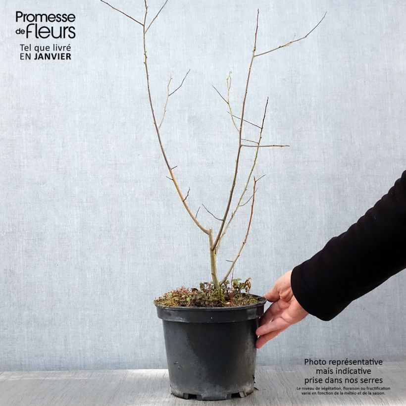 Exemplar von Plaqueminier, Kaki - Diospyros lotus - Pot de 3L/4L wie im Winter geliefert