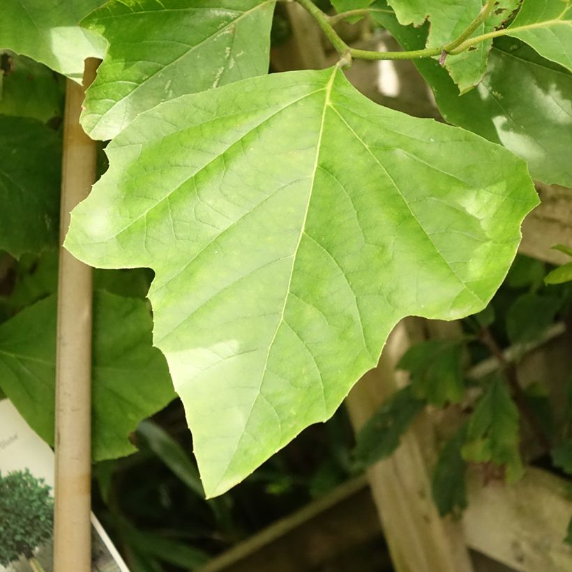 Platanus hispanica Alphen's Globe - Ahornblättrige Platane (Laub)