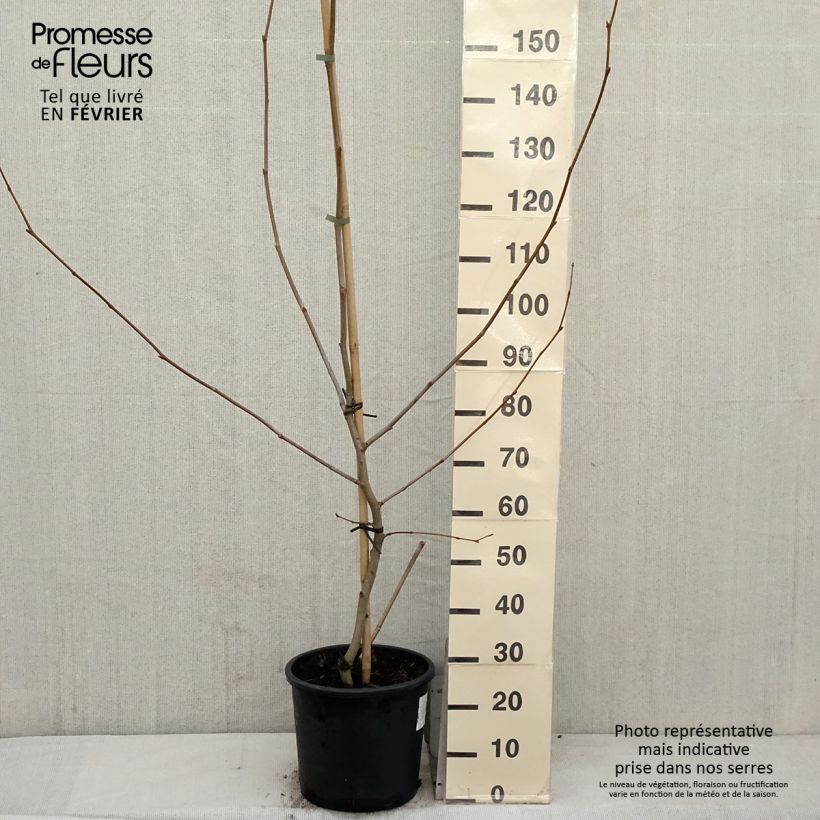 Exemplar von Platanus hispanica - Ahornblättrige Platane wie im Winter geliefert