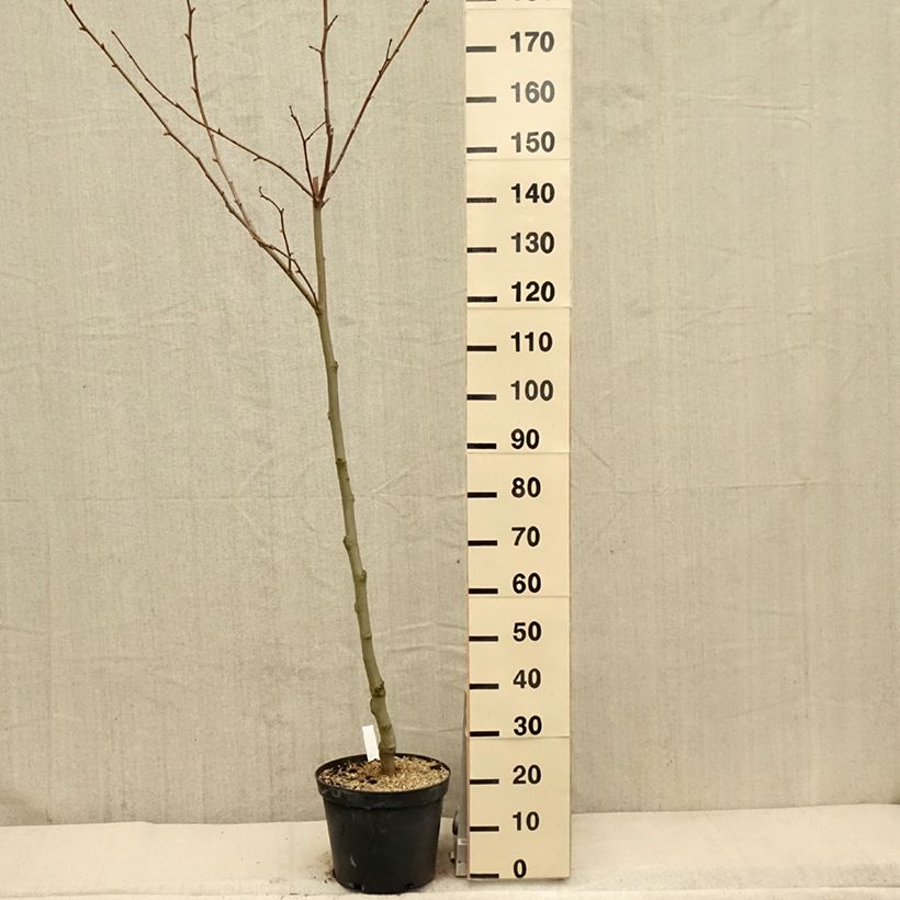 Exemplar von Platanus hispanica - Ahornblättrige Platane Topf mit 7,5L/10LGelieferte Höhe ca. 100/125cm wie im Frühjahr geliefert