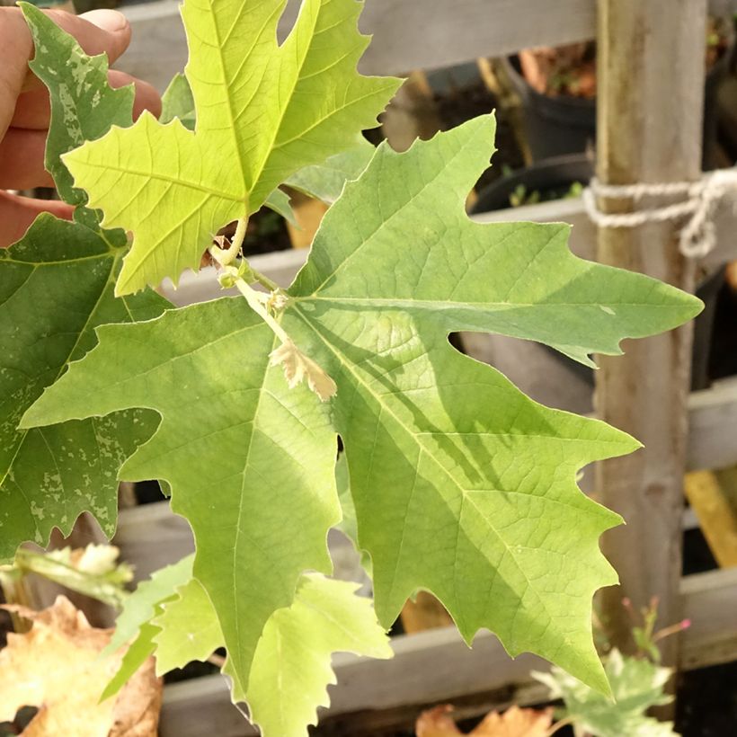 Platanus hispanica Suttneri - Ahornblättrige Platane (Laub)