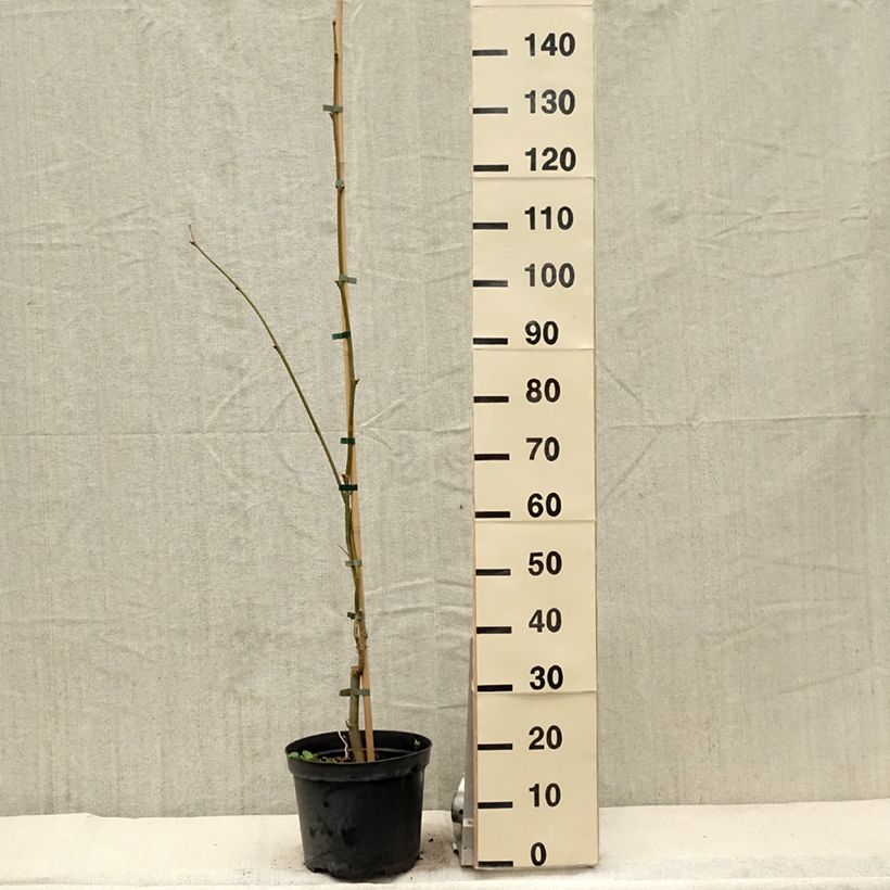 Exemplar von Platanus hispanica Suttneri - Ahornblättrige Platane Topf mit 4L/5LGelieferte Höhe ca. 120cm wie im Frühjahr geliefert