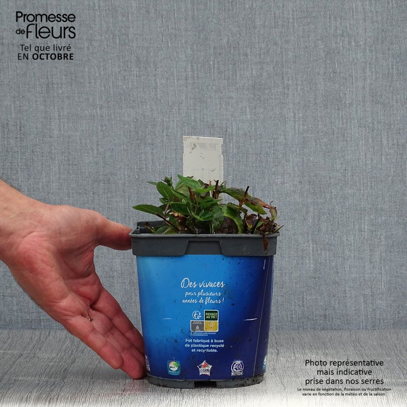 Exemplar von Platycodon grandiflorus Astra Blue Pot de 2L/3L wie im Herbst geliefert