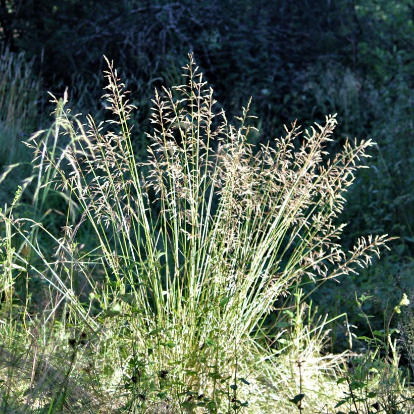 Poa chaixii - Chaix-Rispengras (Blüte)