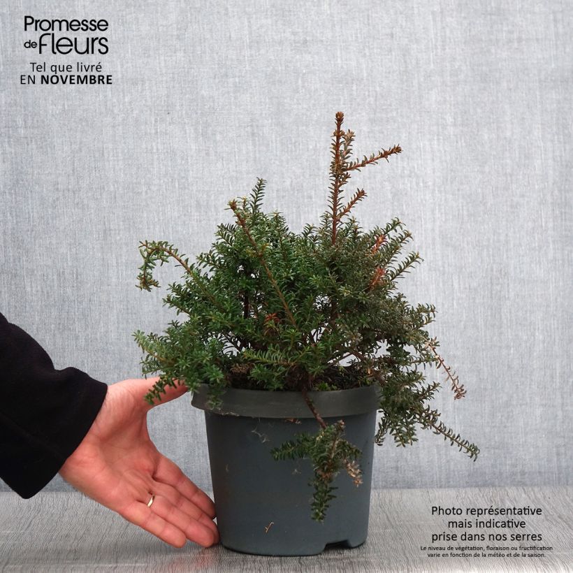 Exemplar von Podocarpus lawrencei Red Tip - Steineibe wie im Herbst geliefert