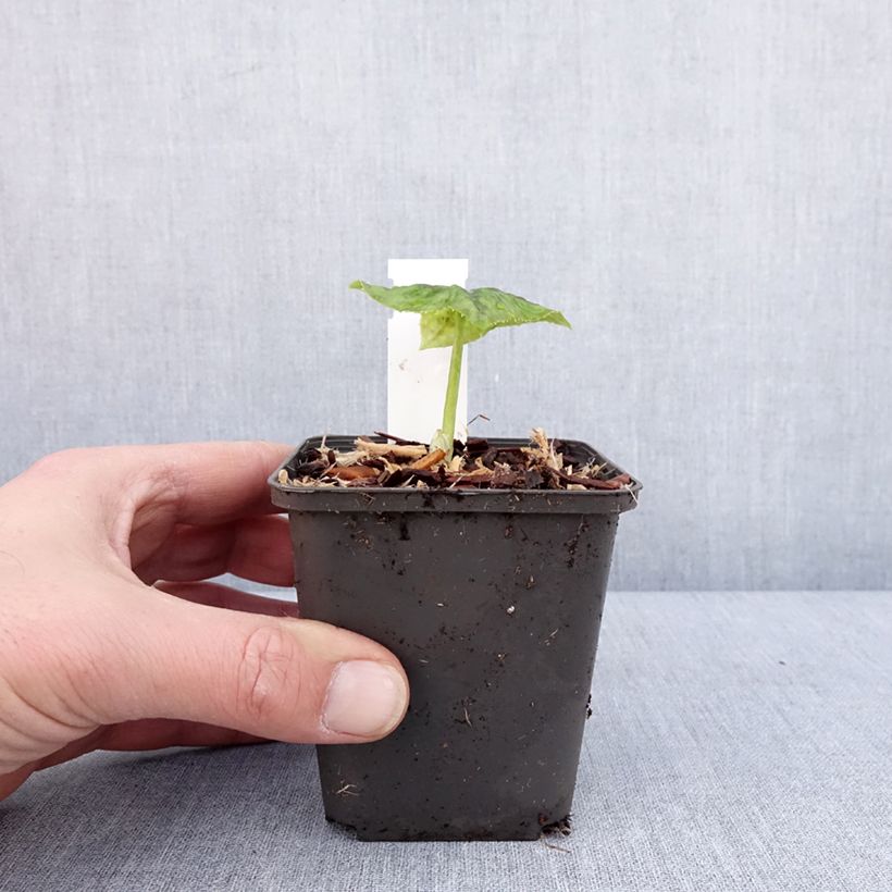 Exemplar von Podophyllum delavayi - Delavays Maiapfel Kleine Töpfe von 8/9 cm wie im Winter geliefert