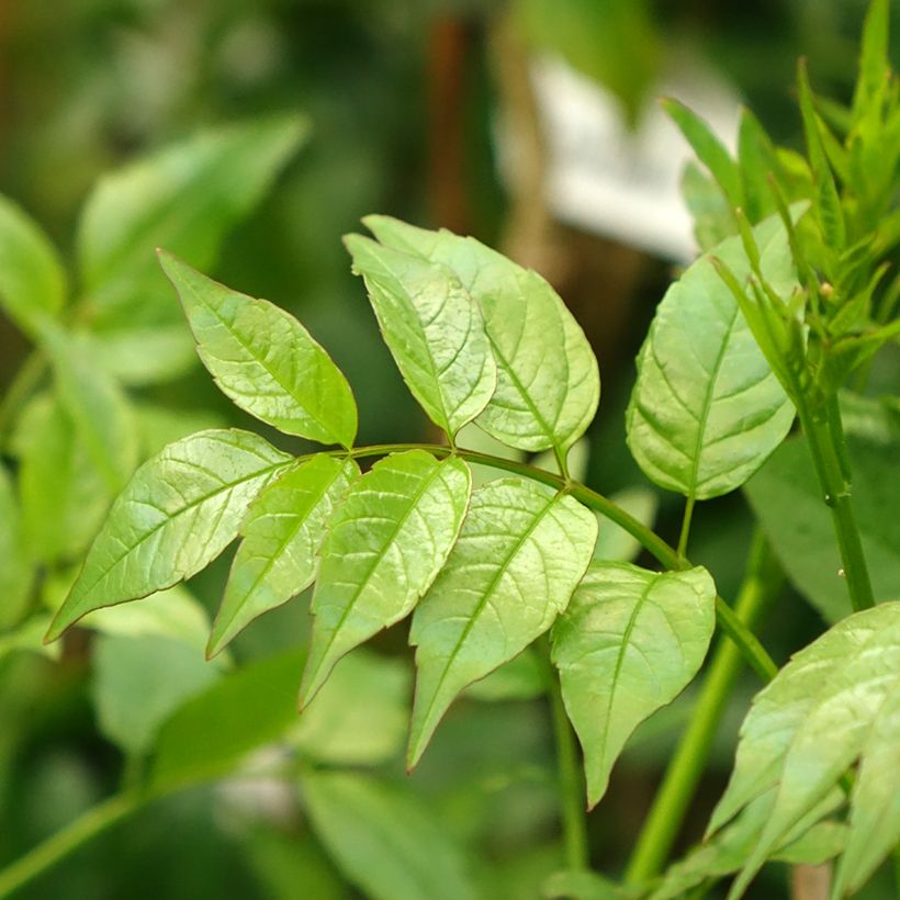 Podranea ricasoliana - Trompetenwein (Laub)