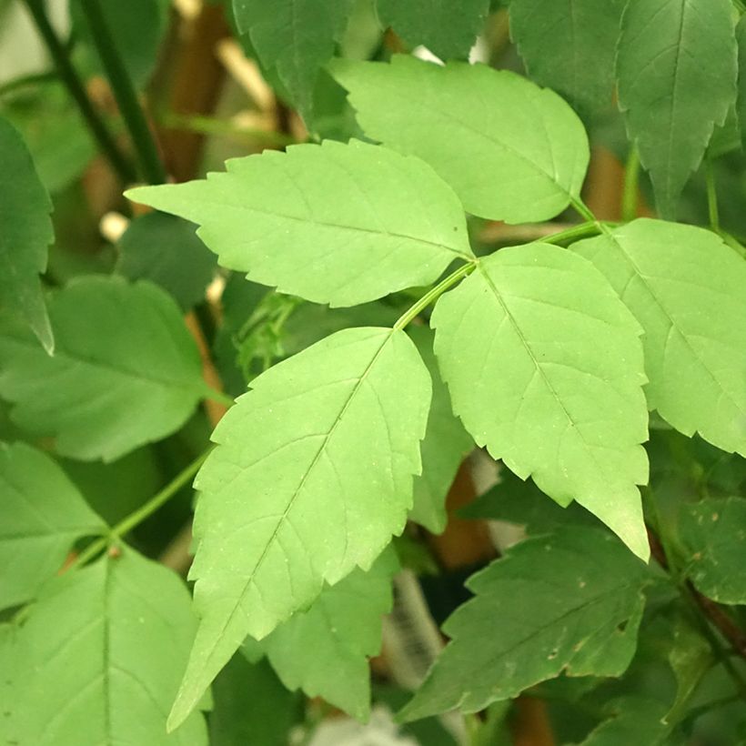 Podranea ricasoliana Comtesse Sarah - Trompetenwein (Laub)