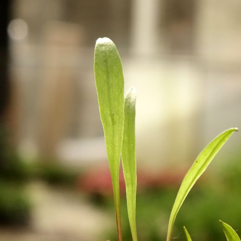 Pogonia ophioglossoides - Moorpogonie (Laub)