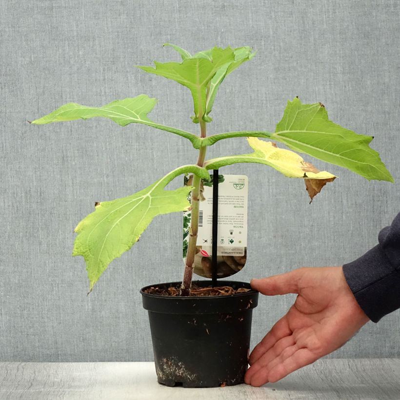 Exemplar von Yacón - Smallanthus sonchifolius Topf mit 1,5L/2L wie im Sommer geliefert