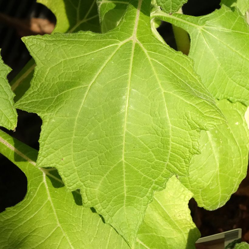 Yacón - Smallanthus sonchifolius (Laub)