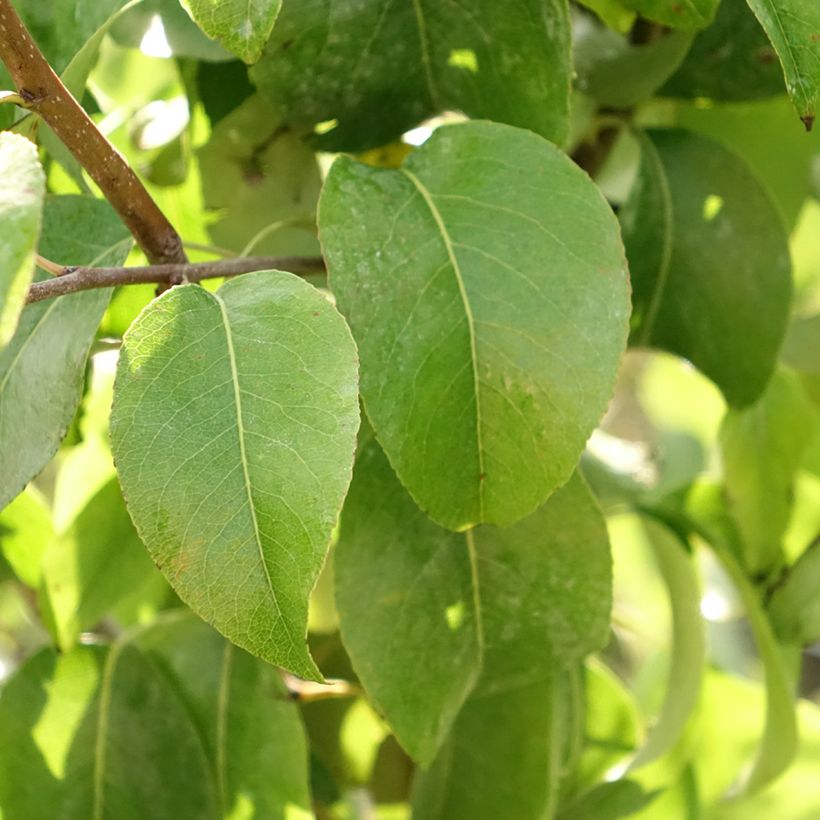 Birnbaum Beurré Giffard - Pyrus communis (Laub)