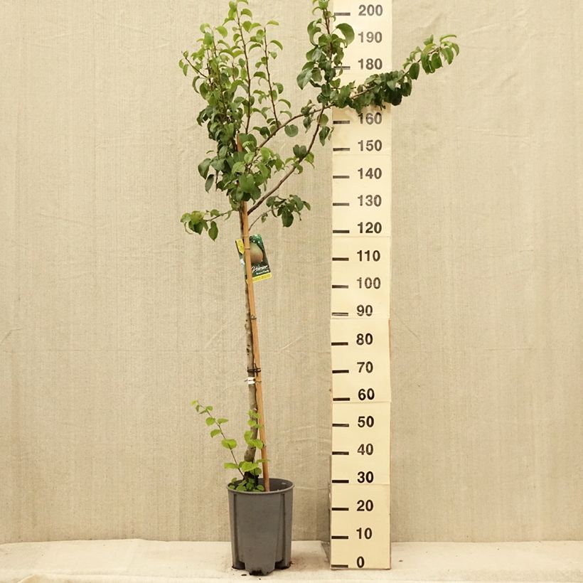 Exemplar von Birnbaum Beurre Hardy - Pyrus communis Topf mit 7,5L/10L, HalbstammGelieferte Höhe ca. 150/175cm wie im Sommer geliefert