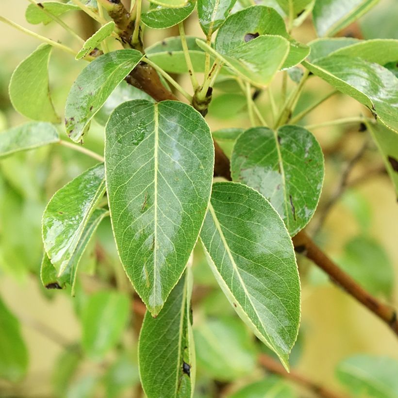 Birnbaum Charneux - Pyrus communis (Laub)