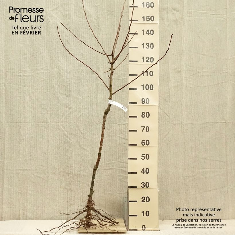 Exemplar von Birnbaum Charneux - Pyrus communis Wurzelnackt, Gobelet-FormGelieferte Höhe ca. 140/160cm wie im Winter geliefert