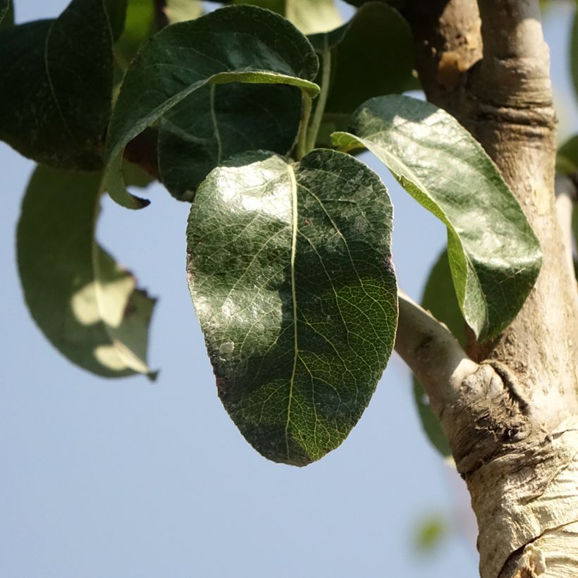 Birnbaum Charneux - Pyrus communis (Laub)