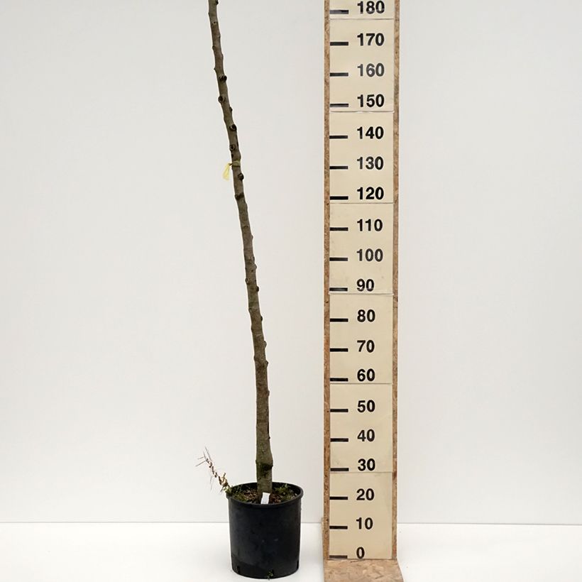 Exemplar von Birnbaum Charneux - Pyrus communis Topf mit 7,5L/10L, HochstammGelieferte Höhe ca. 175/+cm wie im Winter geliefert