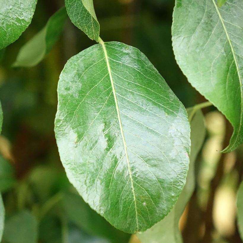 Birnbaum Clapp’s Favorite - Pyrus communis (Laub)