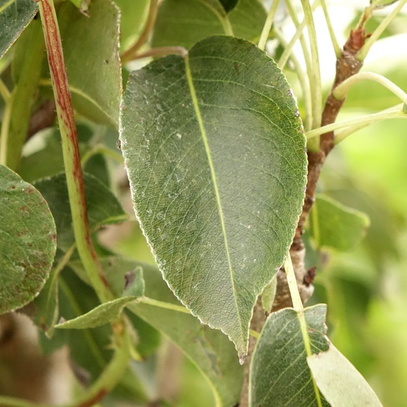 Säulenbirnbaum Obelus - Pyrus communis (Laub)