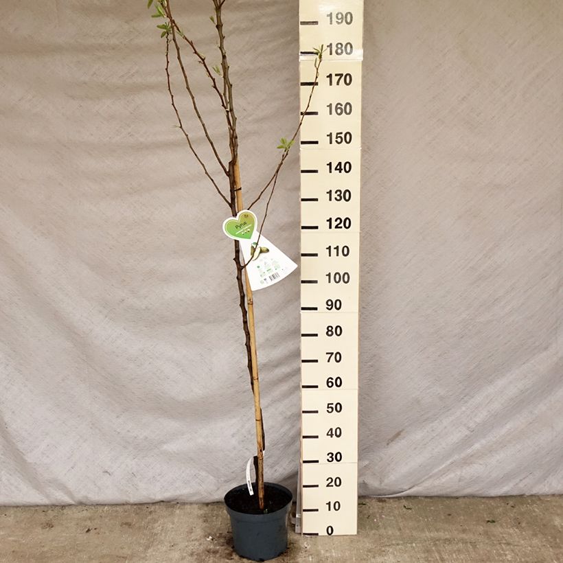 Exemplar von Birnbaum Conférence - Pyrus communis Topf mit 7,5L/10L, Gobelet-FormGelieferte Höhe ca. 140/160cm wie im Frühjahr geliefert