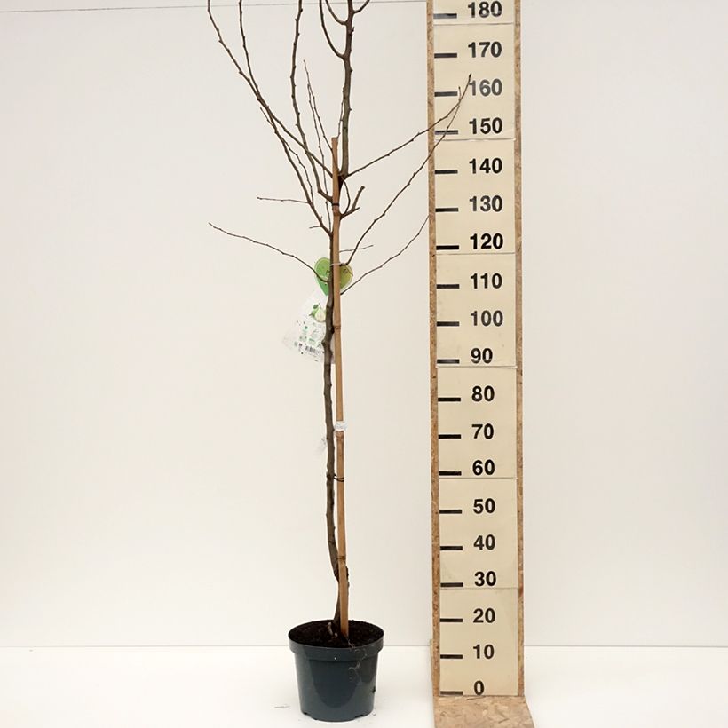 Exemplar von Birnbaum Doyenné du Comice - Pyrus communis Topf mit 7,5L/10L, HalbstammGelieferte Höhe ca. 150/175cm wie im Winter geliefert