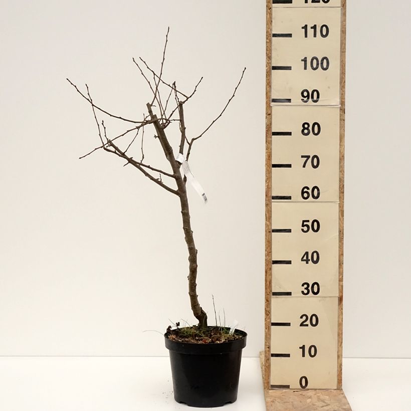 Exemplar von Birnbaum Dubbele Philip - Pyrus communis Topf mit 7,5L/10L, HalbstammGelieferte Höhe ca. 150/+cm wie im Winter geliefert