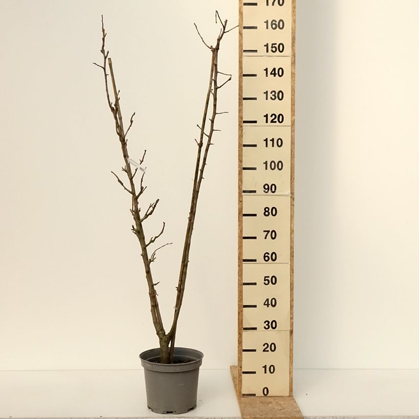 Exemplar von Birnbaum Duo - Pyrus communis Topf mit 7,5L/10LGelieferte Höhe ca. 80/+cm wie im Winter geliefert